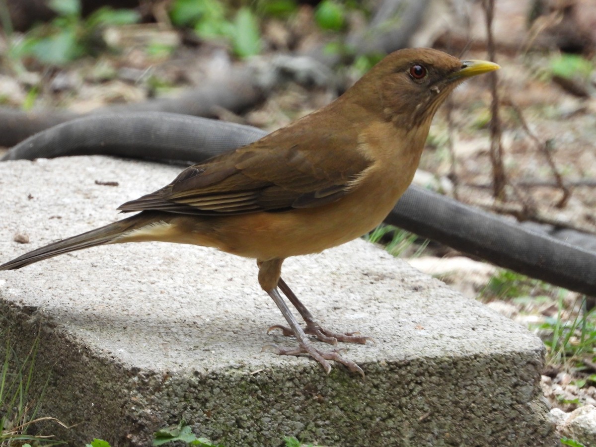 バフムジツグミ - ML613986515