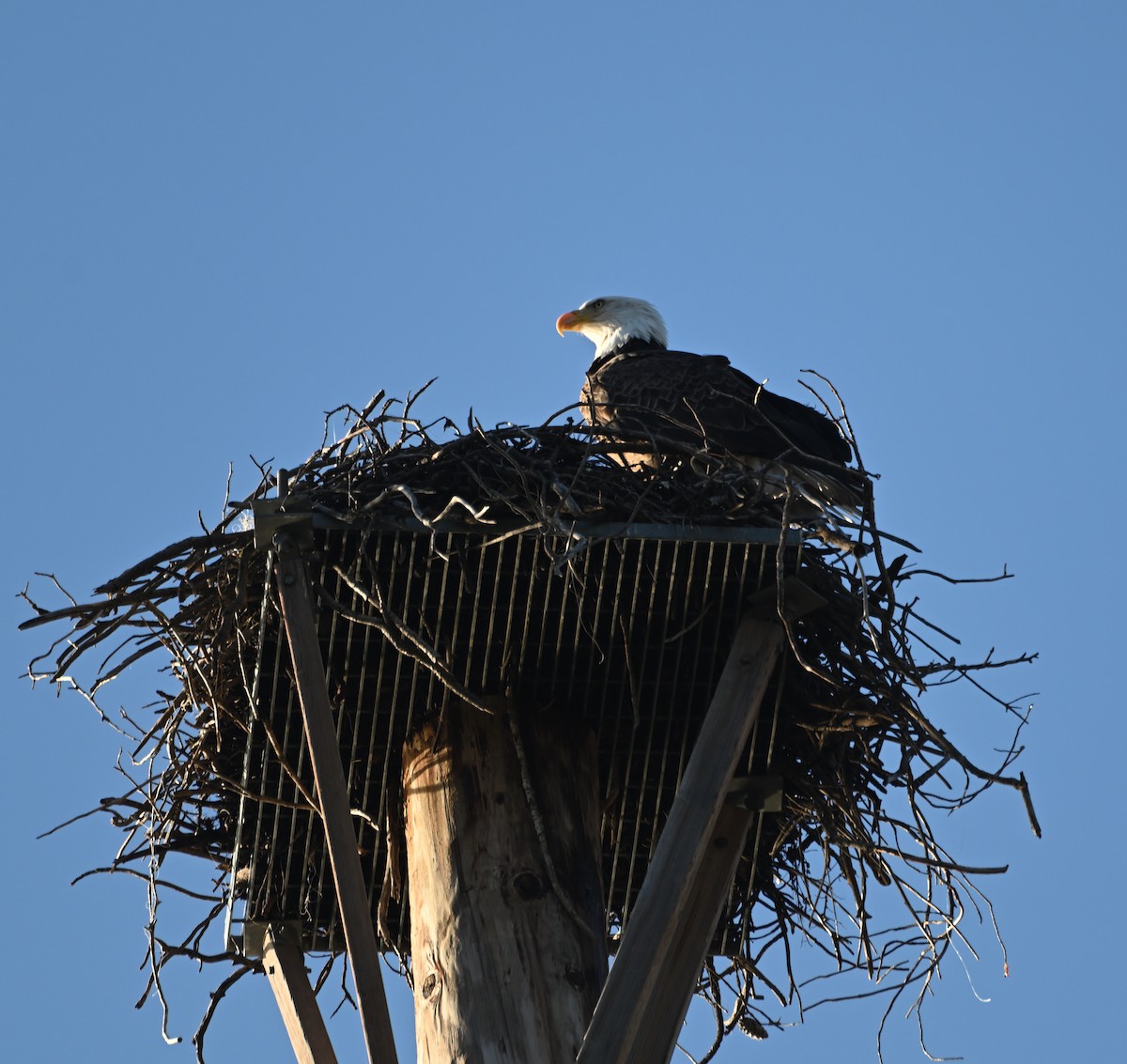 Bald Eagle - ML613986519