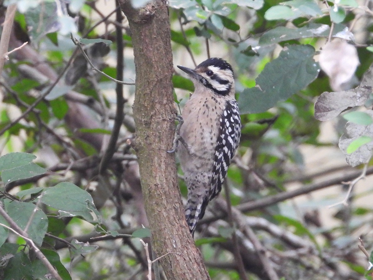 シマアカゲラ - ML613986525