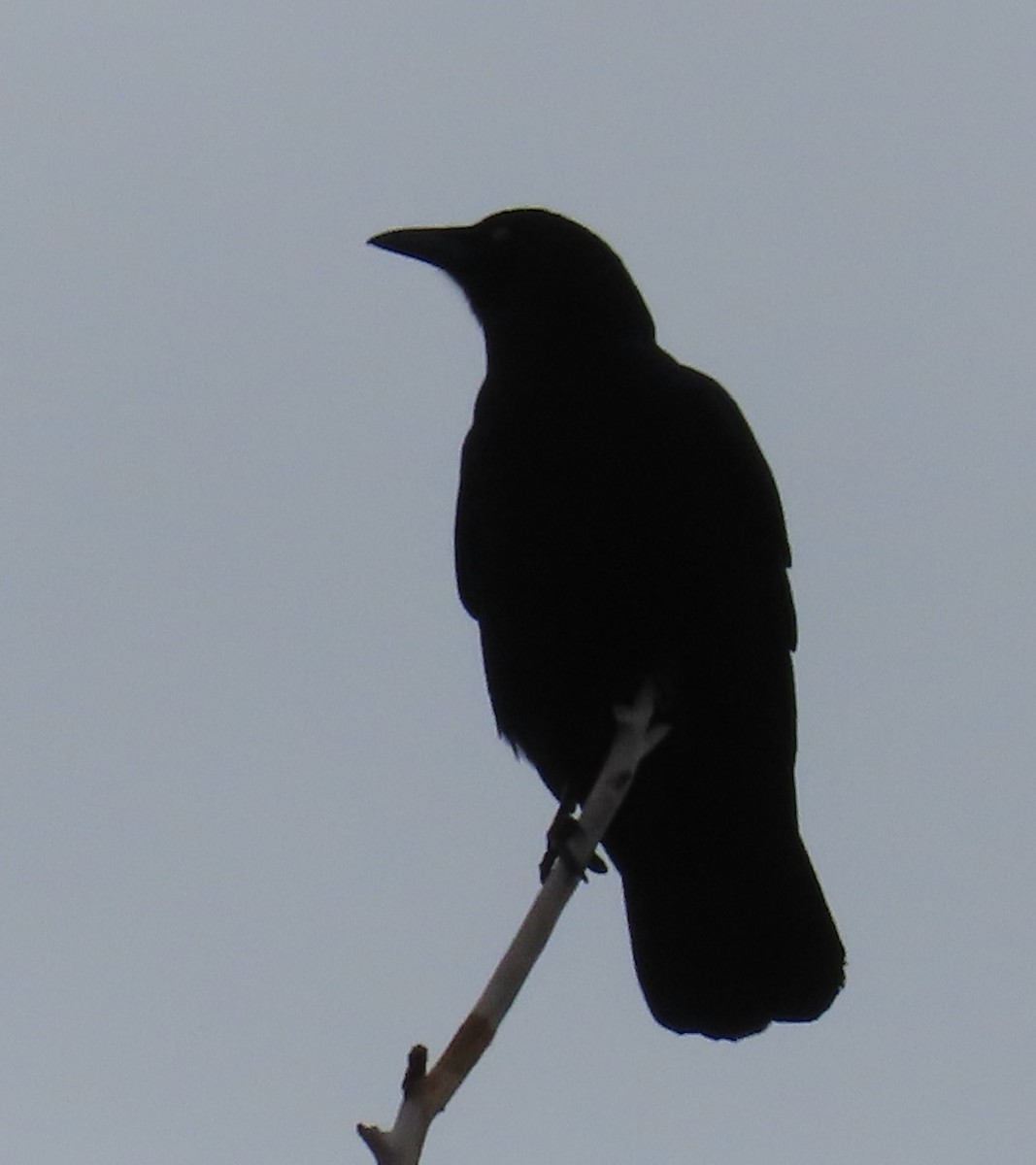 American Crow - ML613986527