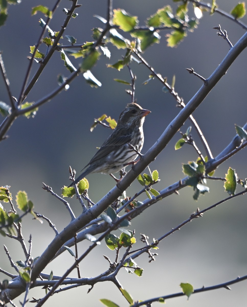 Purple Finch - ML613986537