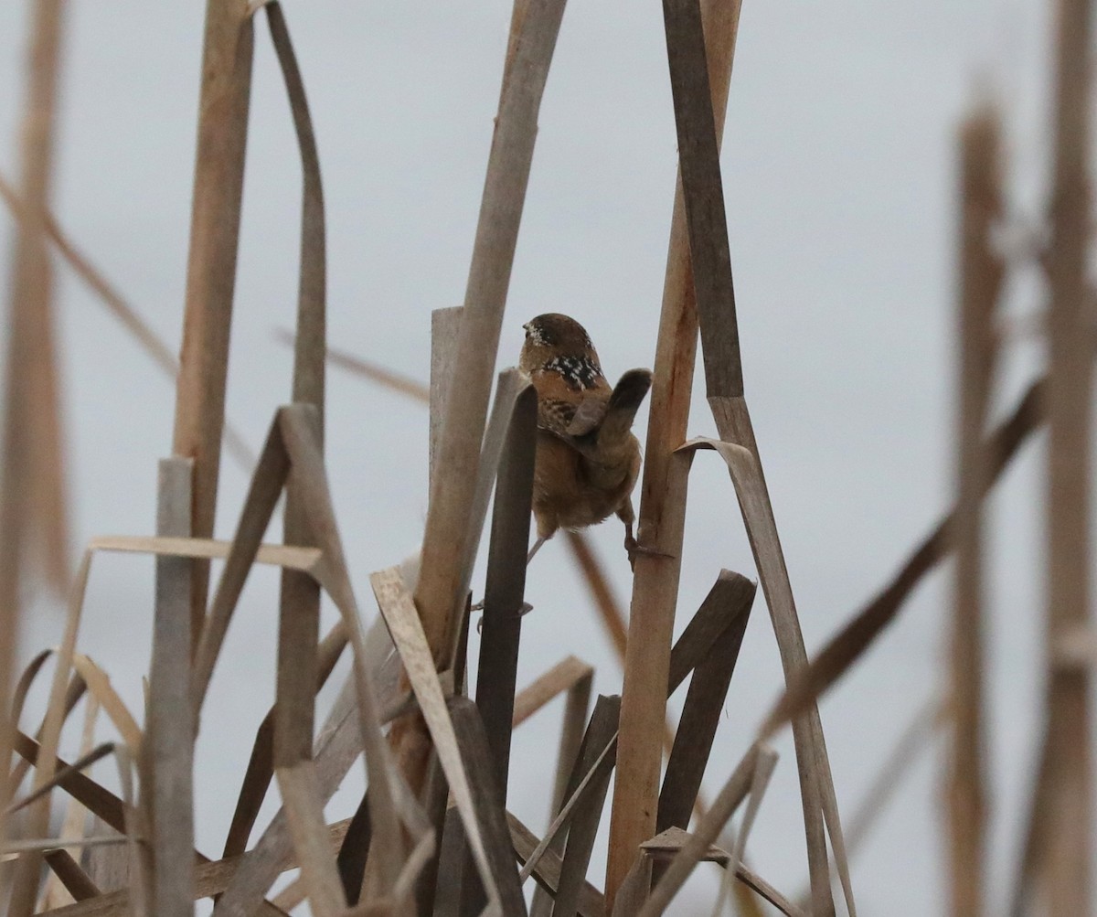 Marsh Wren - Laurel Barnhill