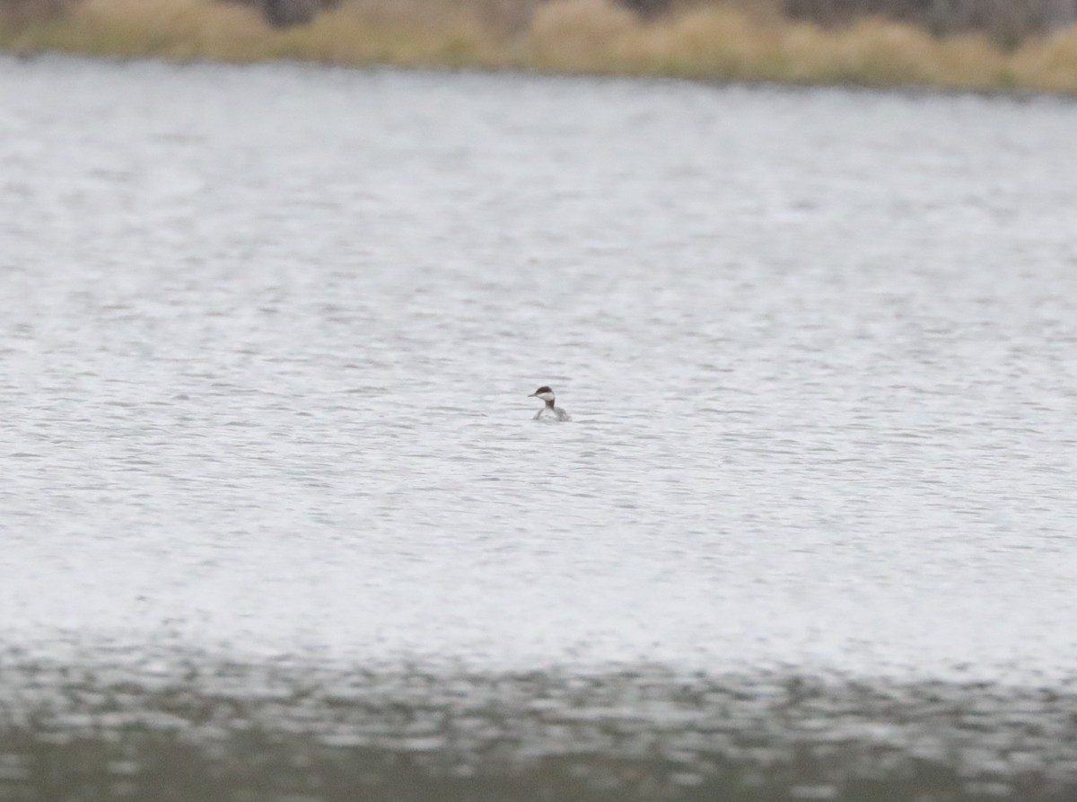 Horned Grebe - ML613986546