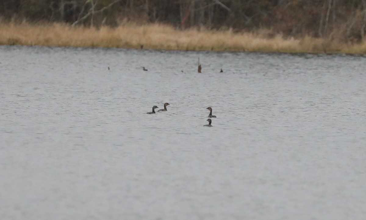 Pied-billed Grebe - ML613986548