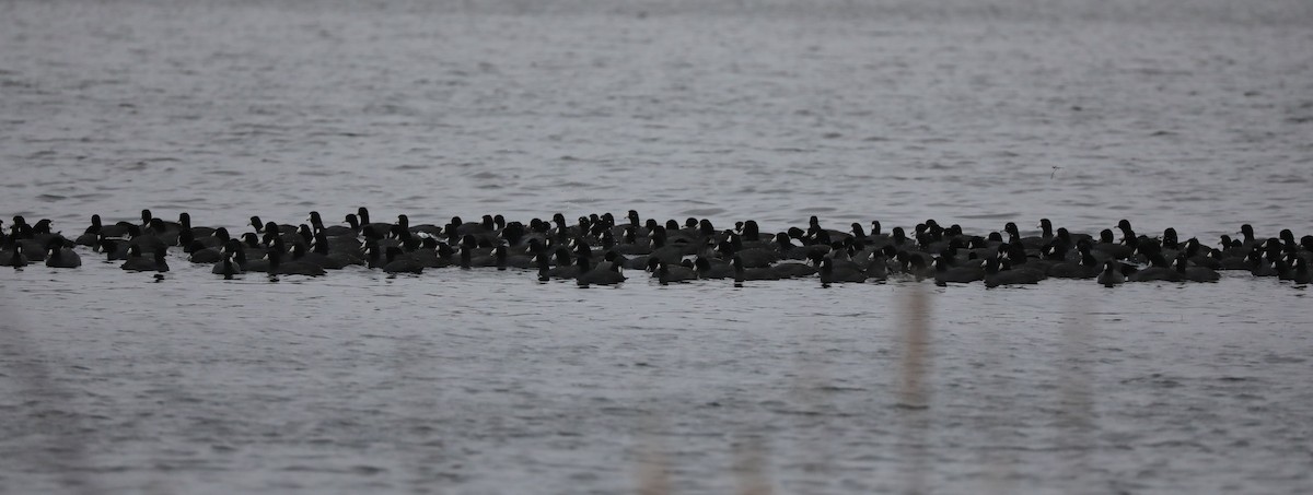 American Coot - ML613986550