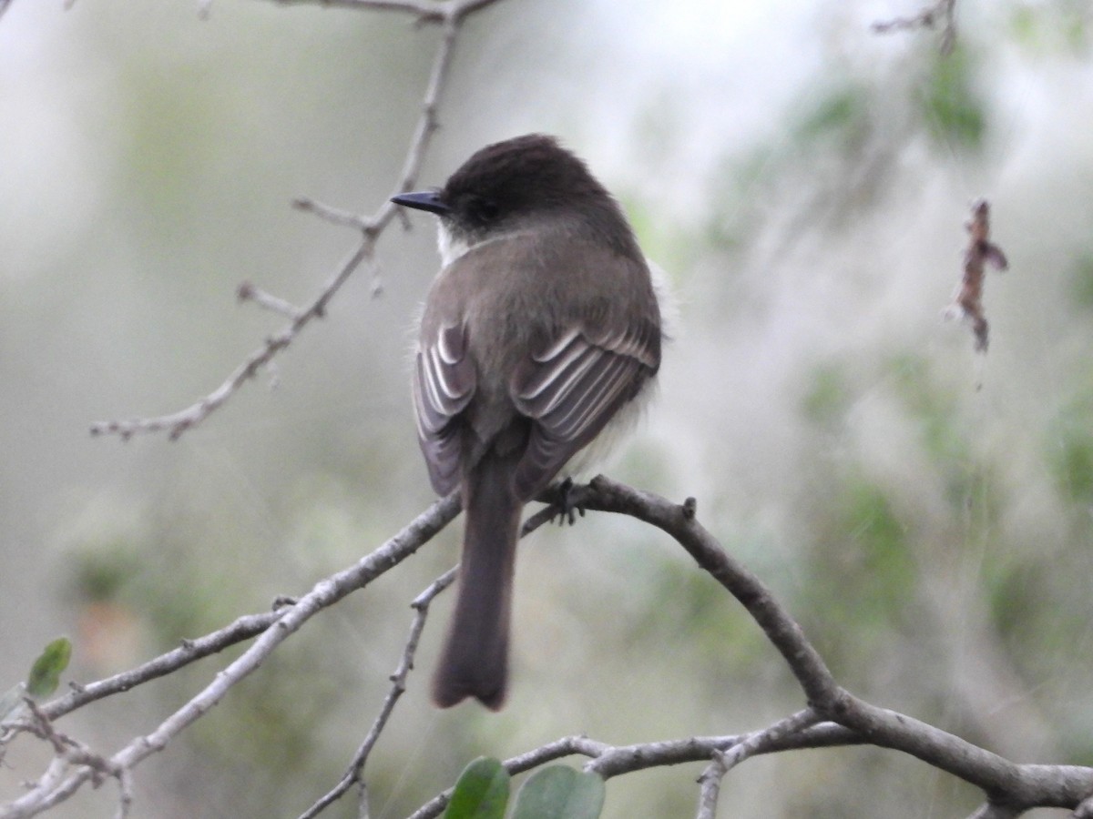 ツキヒメハエトリ - ML613986580