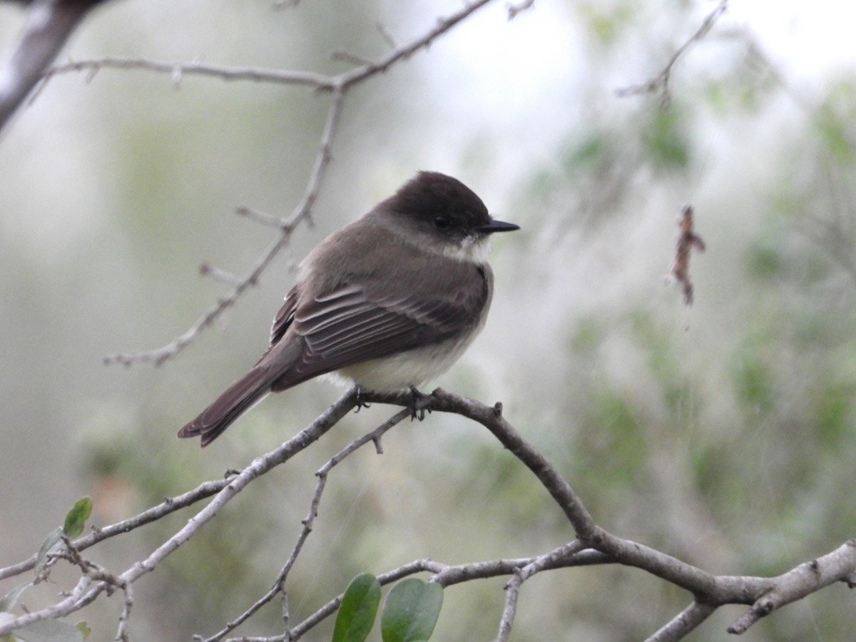 ツキヒメハエトリ - ML613986581