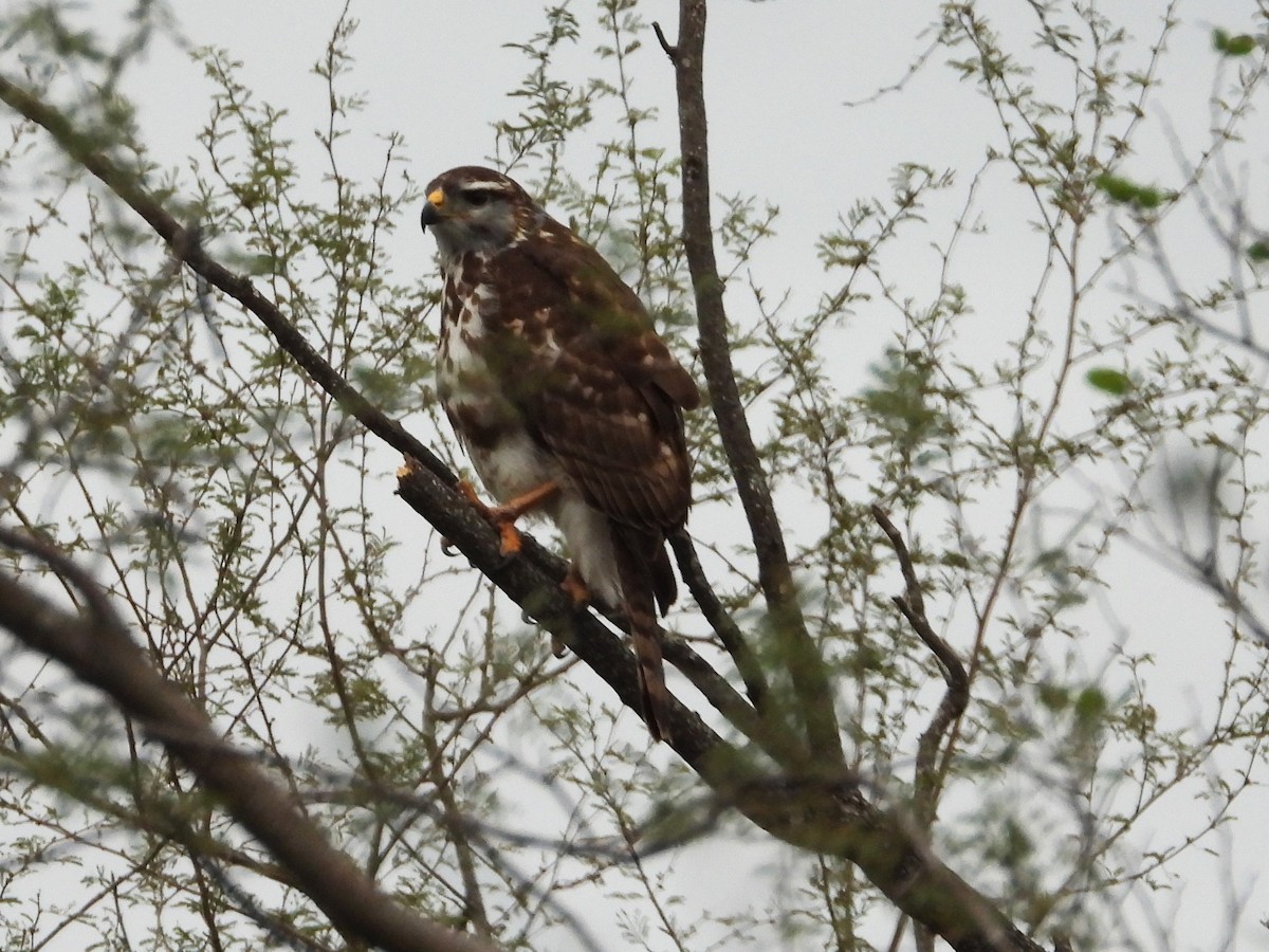 Gray Hawk - Scott Stolz