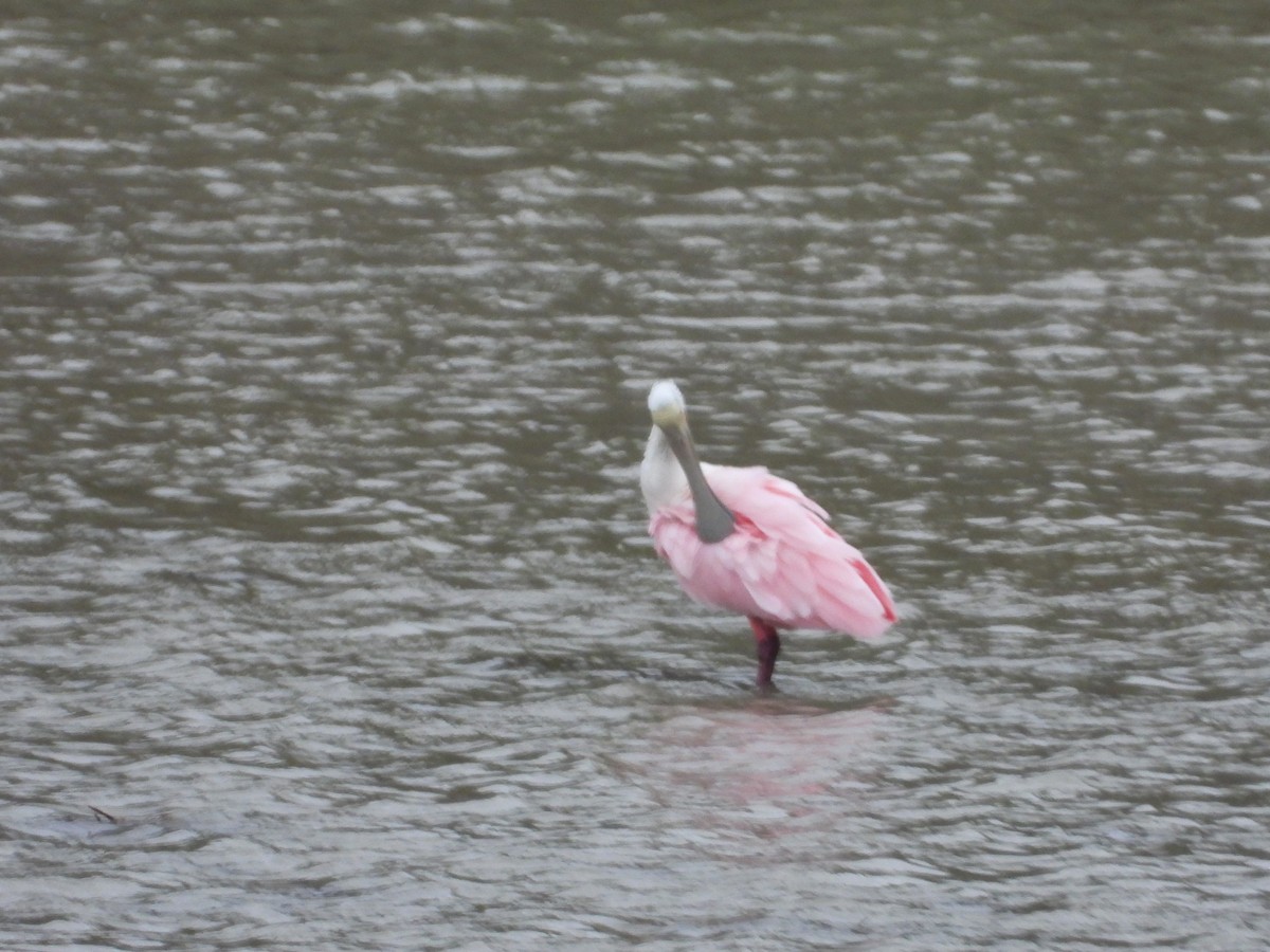 ベニヘラサギ - ML613986610