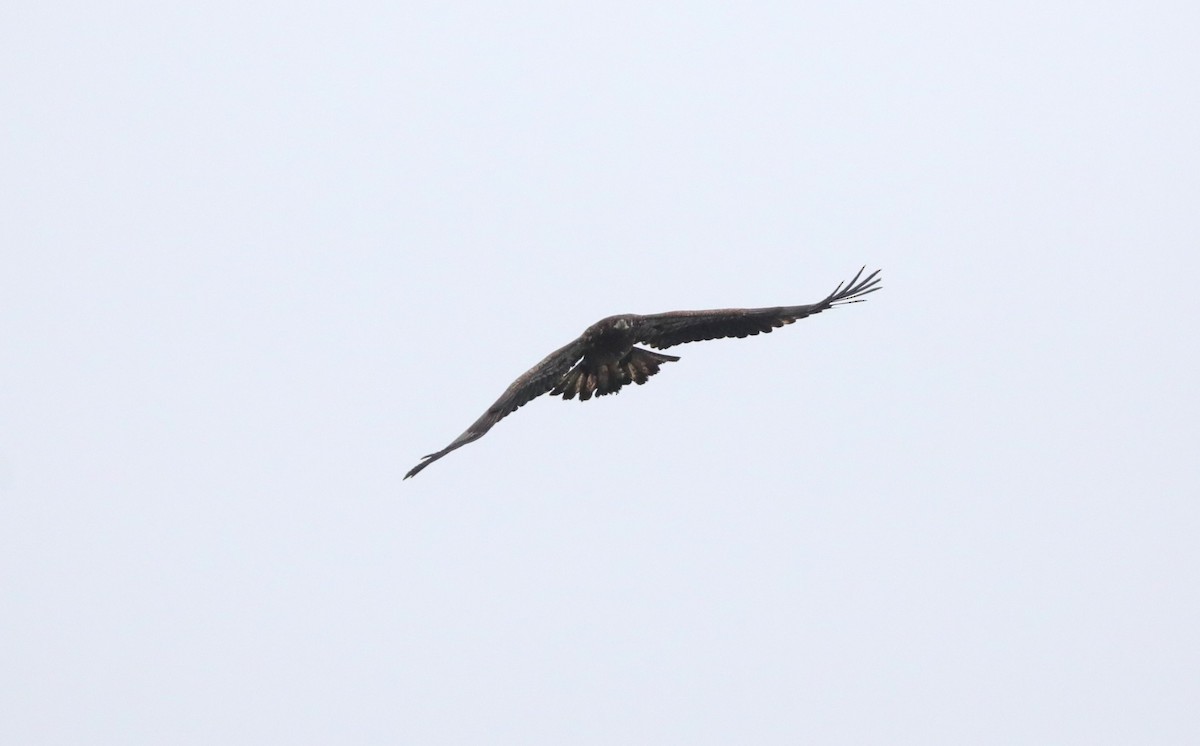 Bald Eagle - Laurel Barnhill