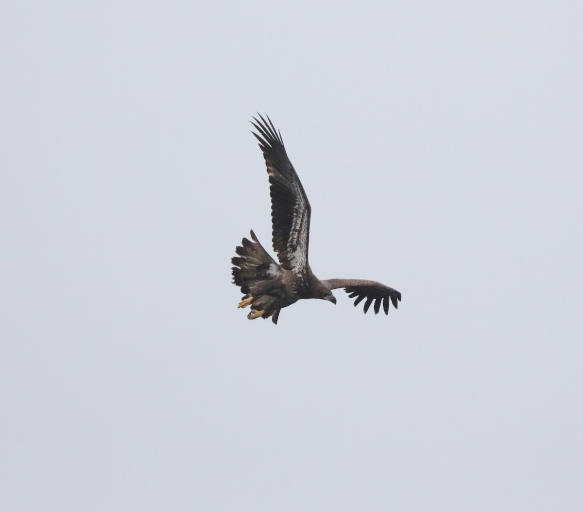 Bald Eagle - ML613986635