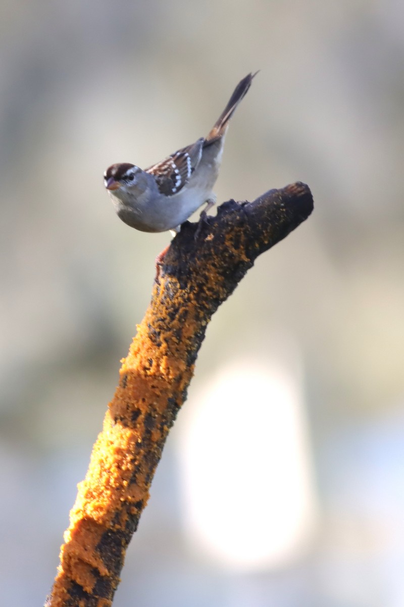 White-crowned Sparrow - ML613986650