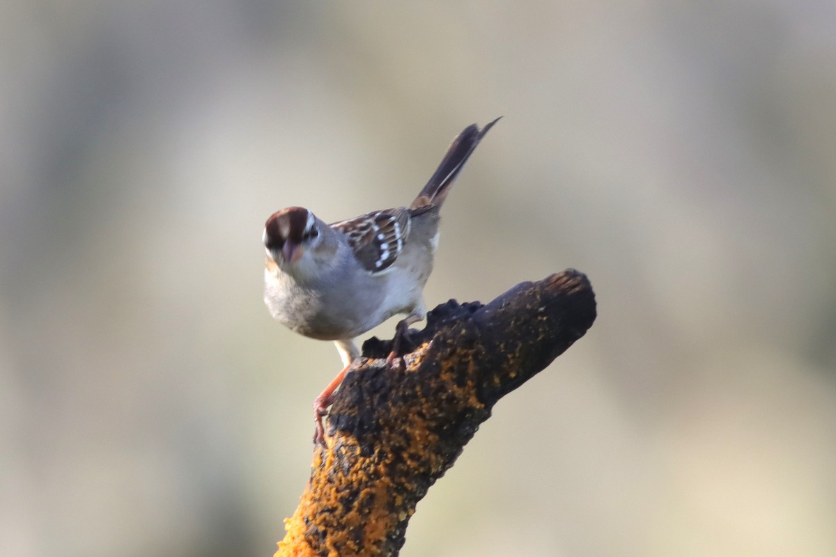 White-crowned Sparrow - ML613986651