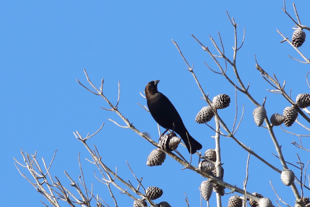 Brown-headed Cowbird - ML613986667