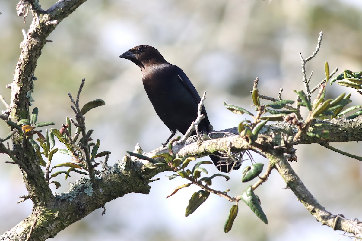 Brown-headed Cowbird - ML613986668