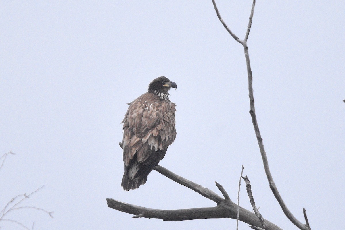 Bald Eagle - ML613986675