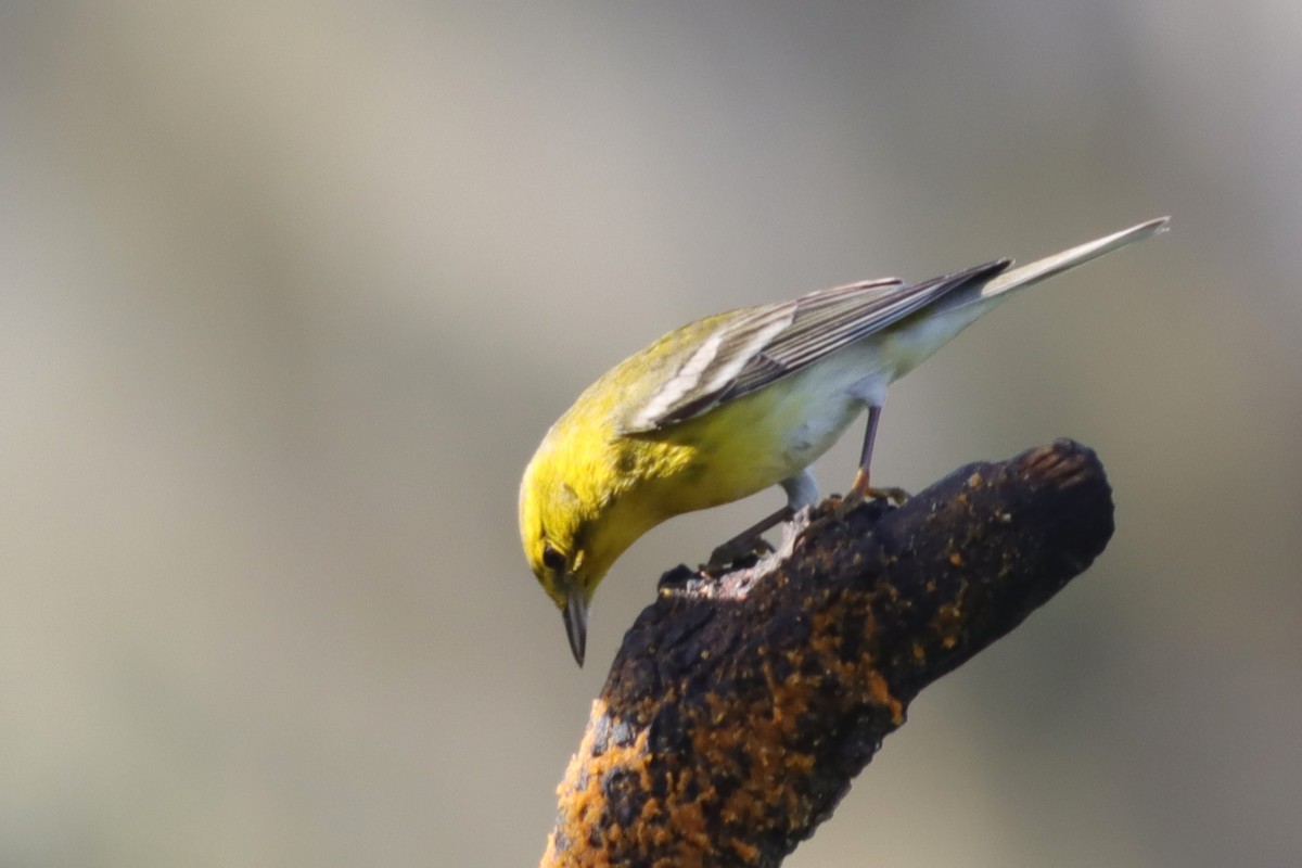 Pine Warbler - Margaret Viens