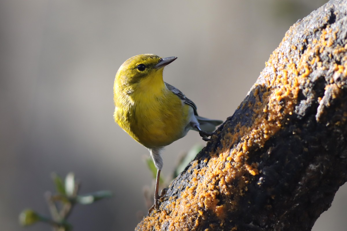 Pine Warbler - ML613986731