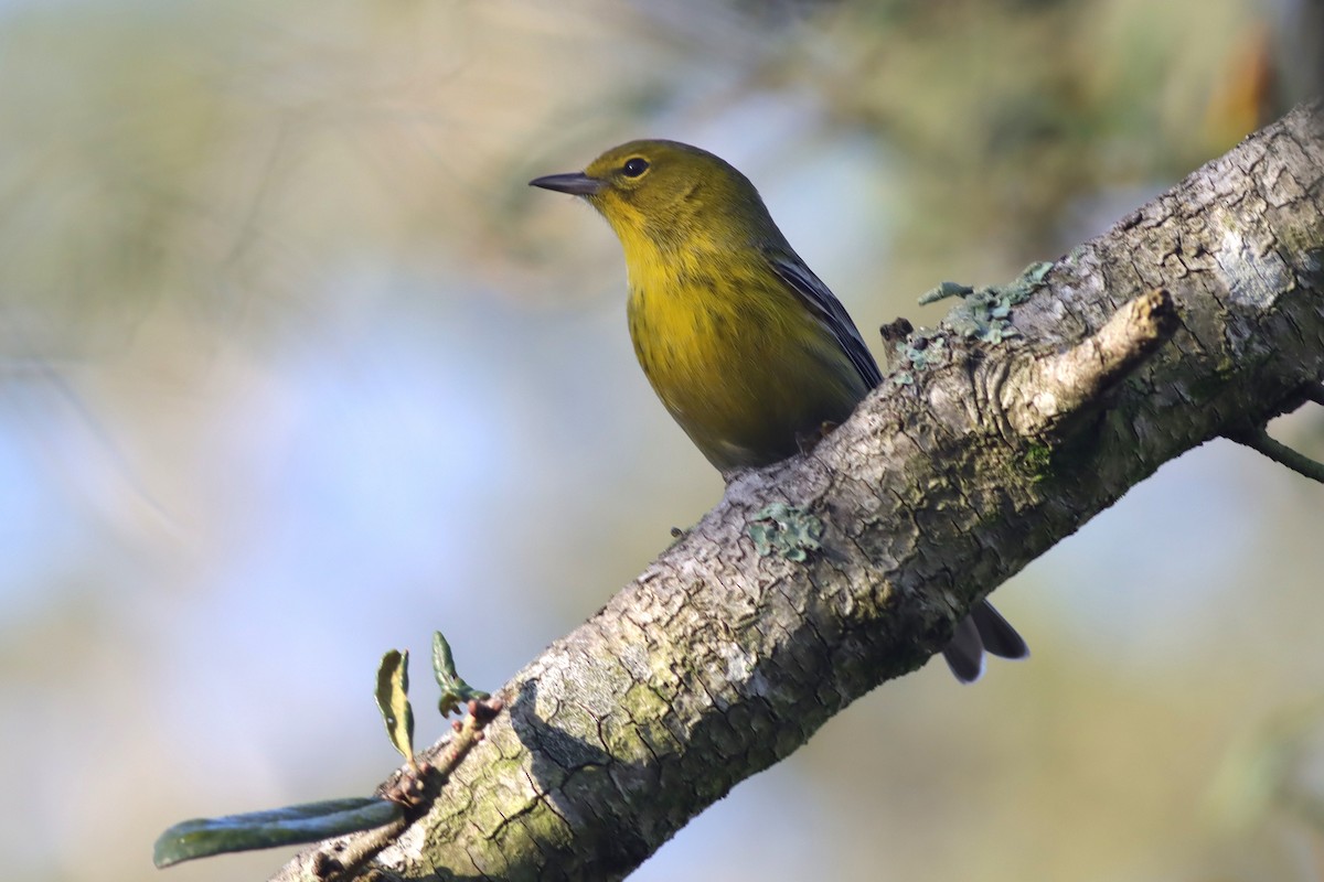 Pine Warbler - ML613986732