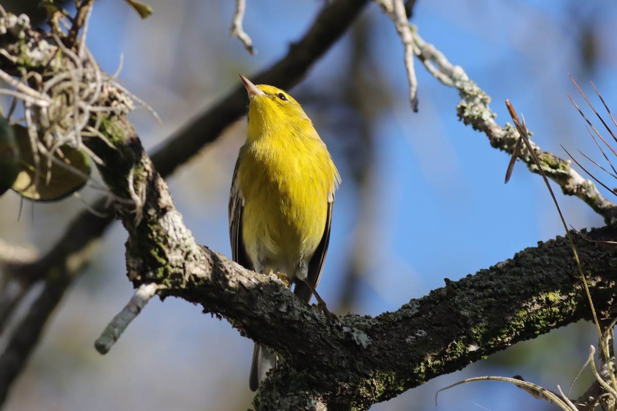 Pine Warbler - ML613986734