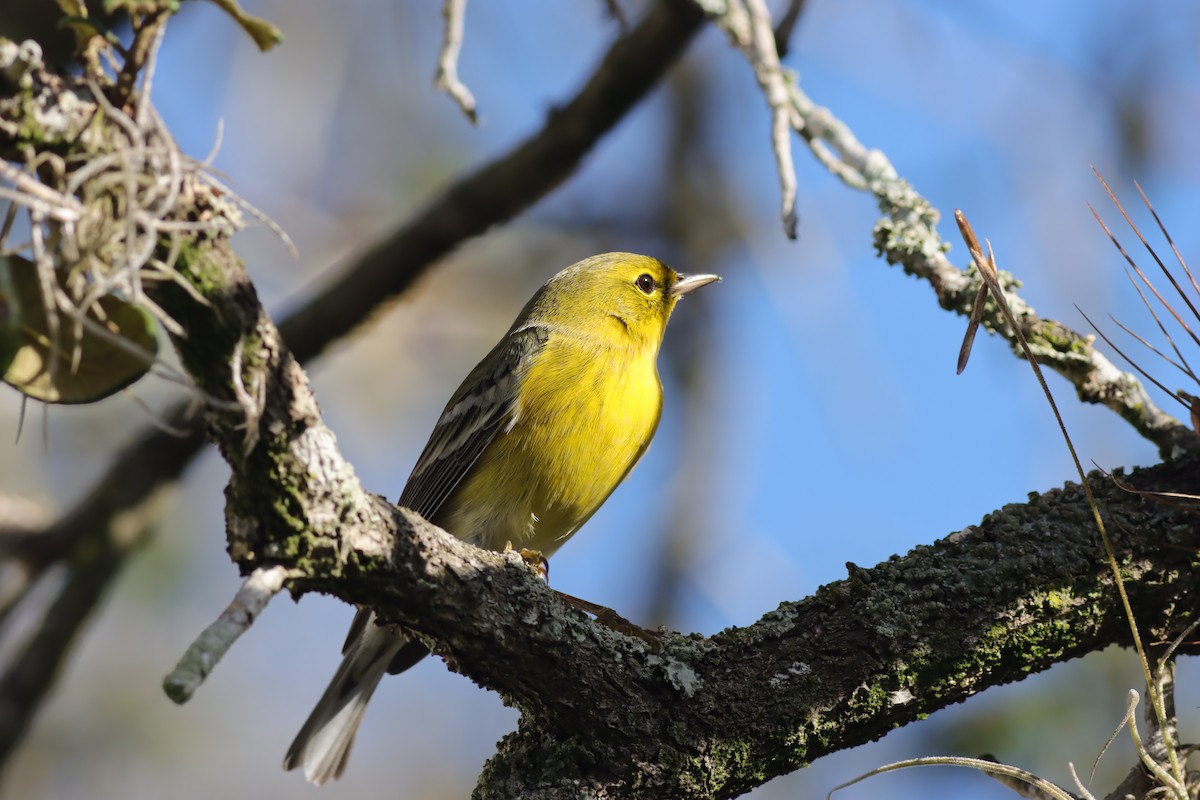 Pine Warbler - ML613986735