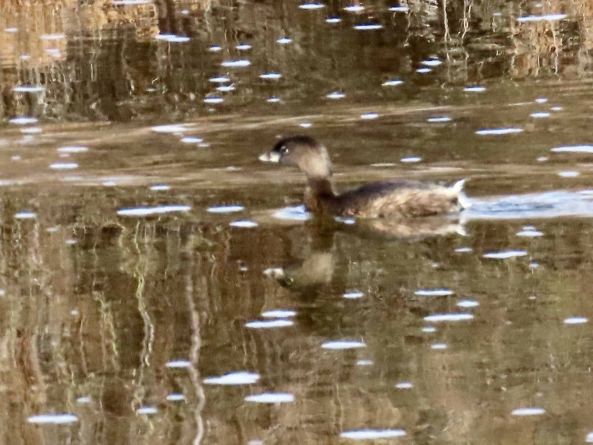 Pied-billed Grebe - ML613986764