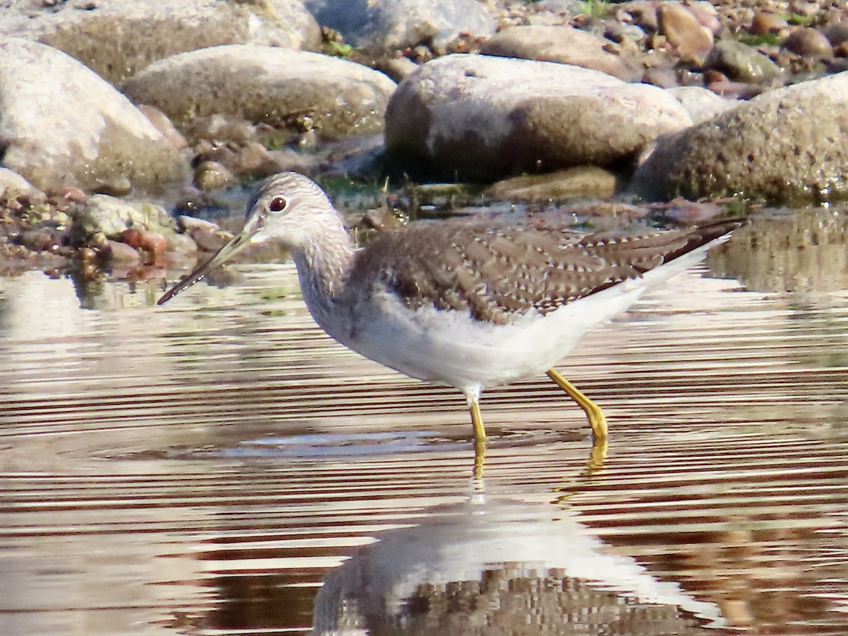 Greater Yellowlegs - Babs Buck