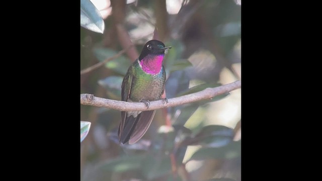 Colibrí Gorjiamatista (grupo clarisse) - ML613986813