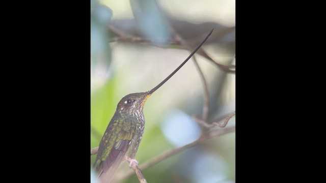 Colibrí Picoespada - ML613986832