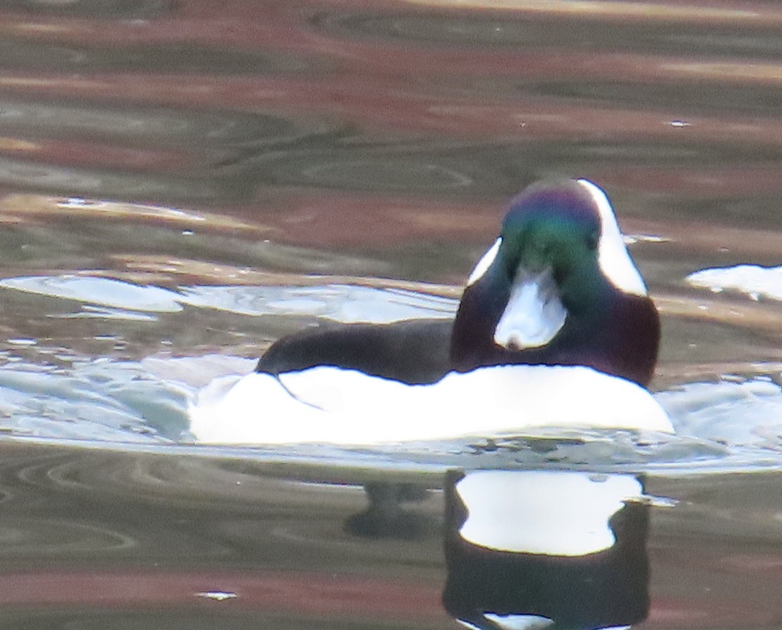 Bufflehead - Catherine Hagen