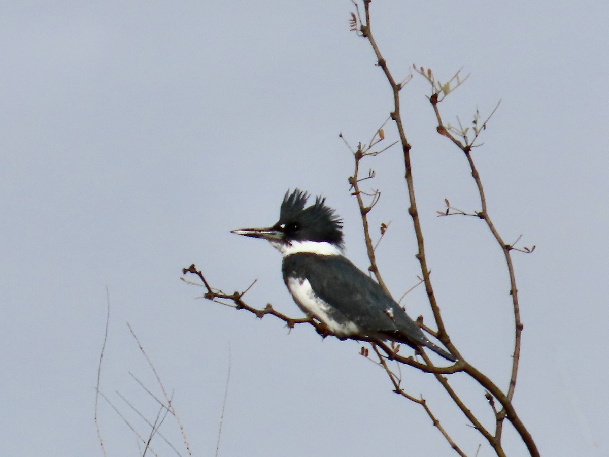 Belted Kingfisher - Babs Buck