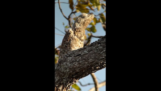 Great Potoo - ML613986871