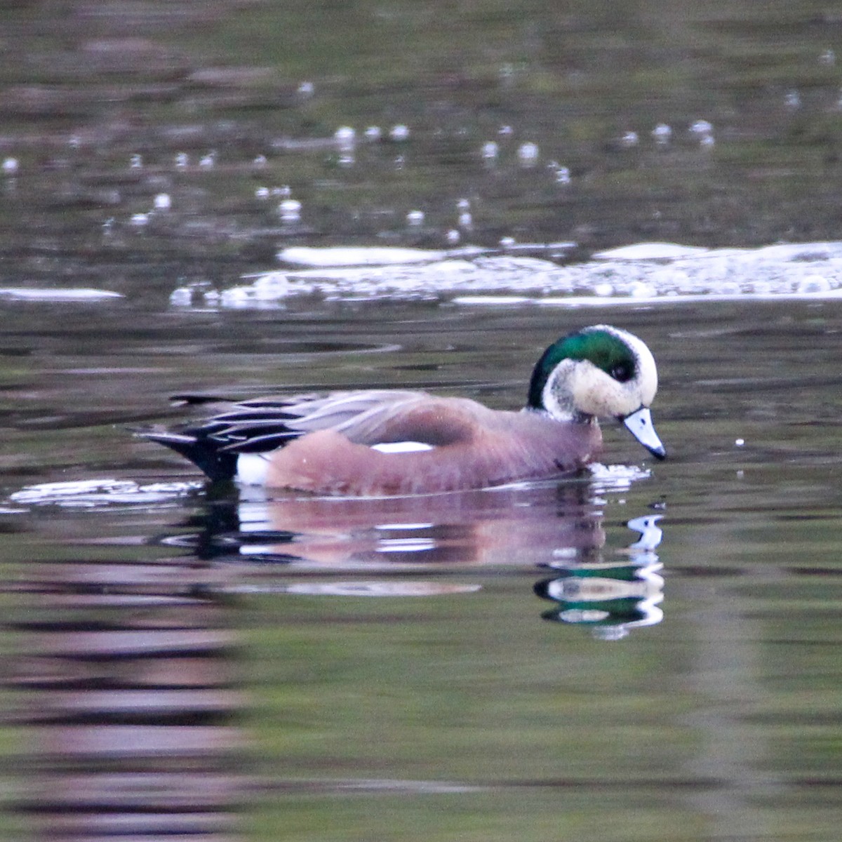 American Wigeon - ML613986937