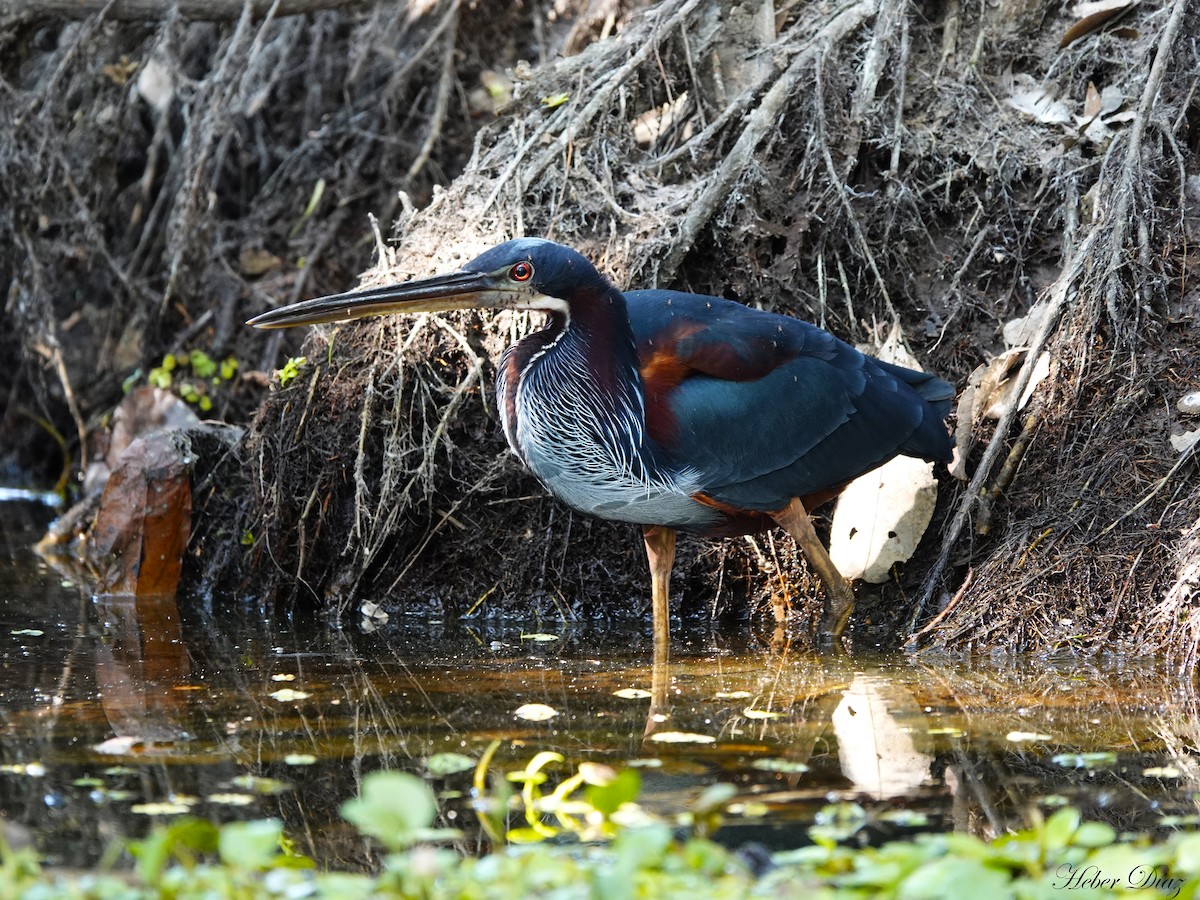 Agami Heron - ML613986965