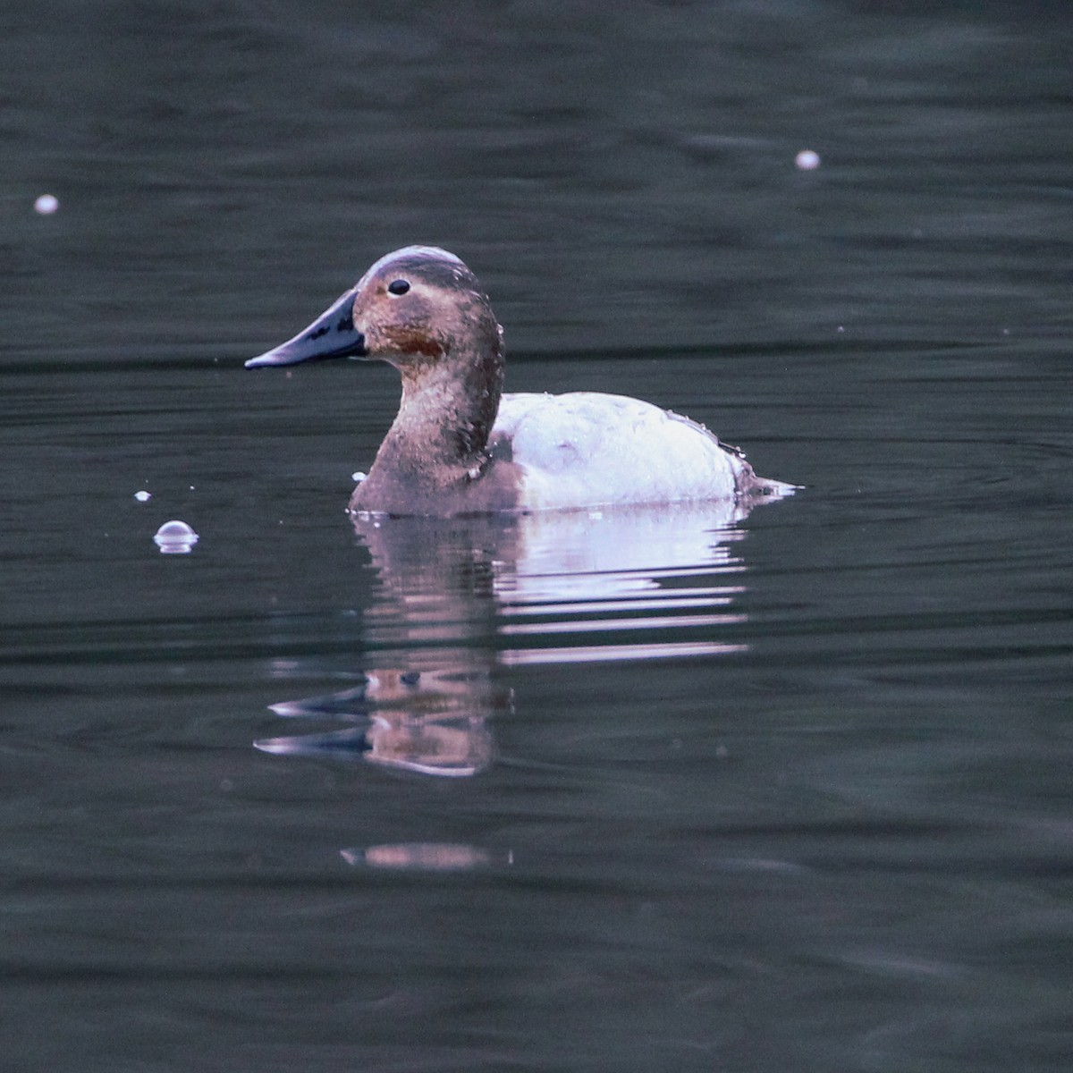 Canvasback - ML613986971