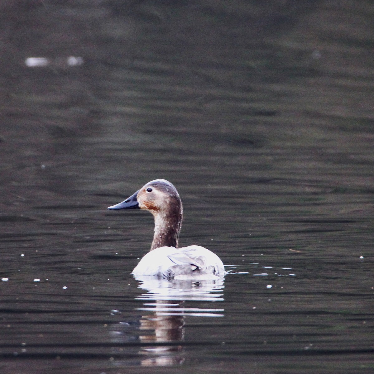 Canvasback - ML613987042