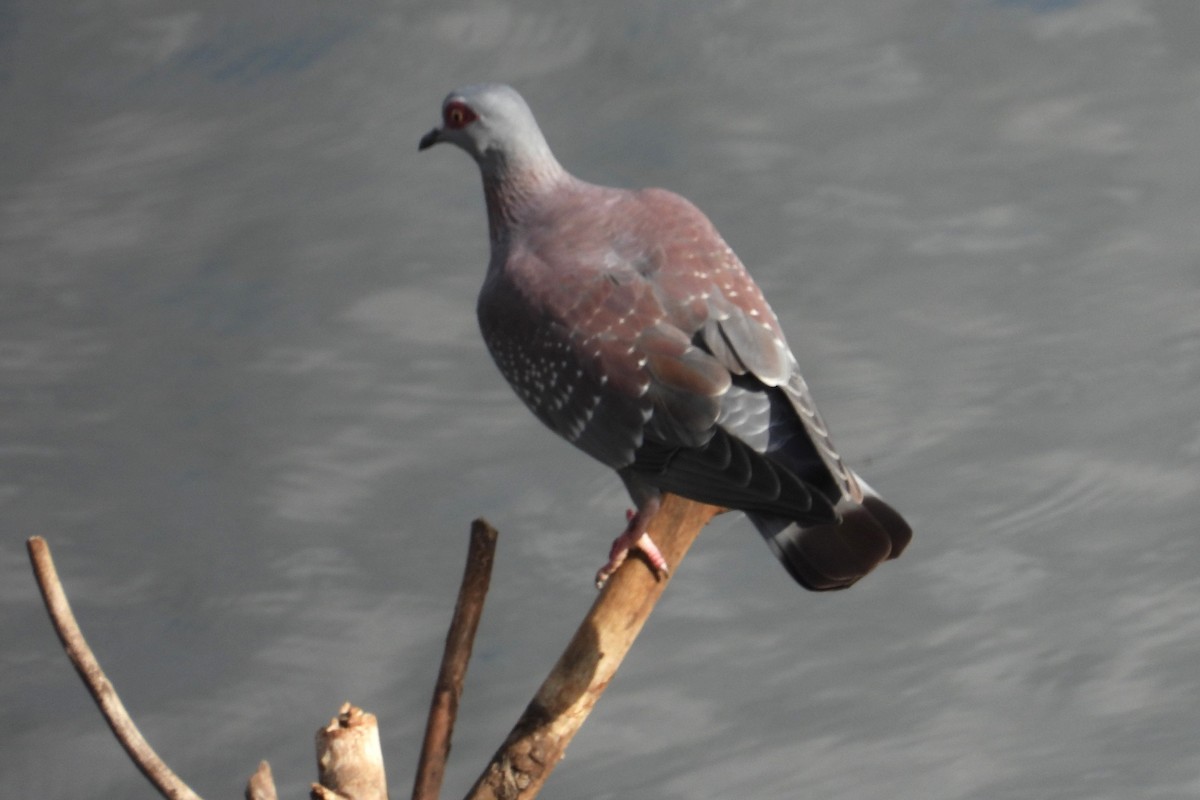 Pigeon roussard - ML613987047