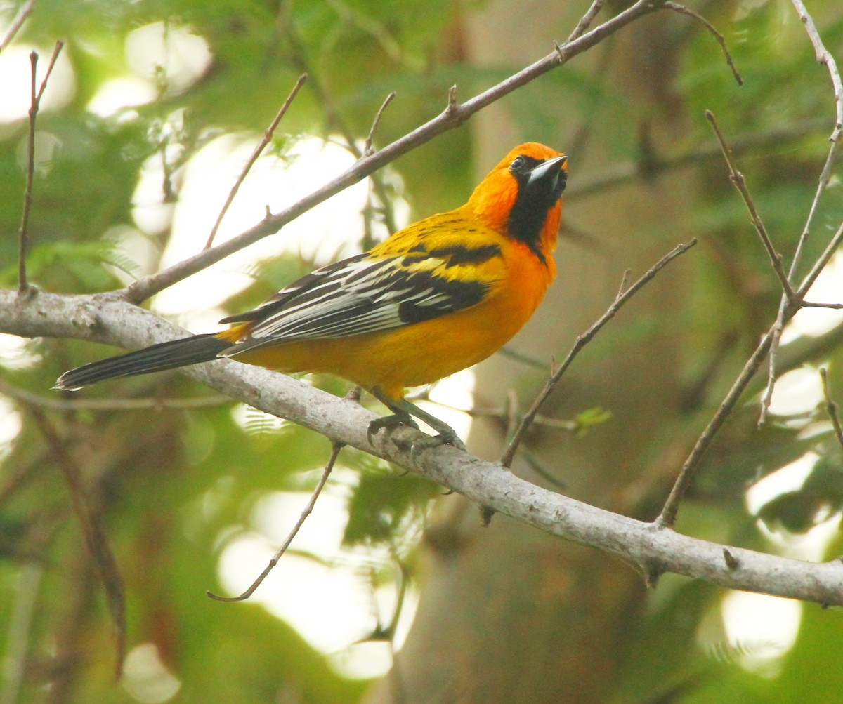 Oriole à dos rayé - ML613987079