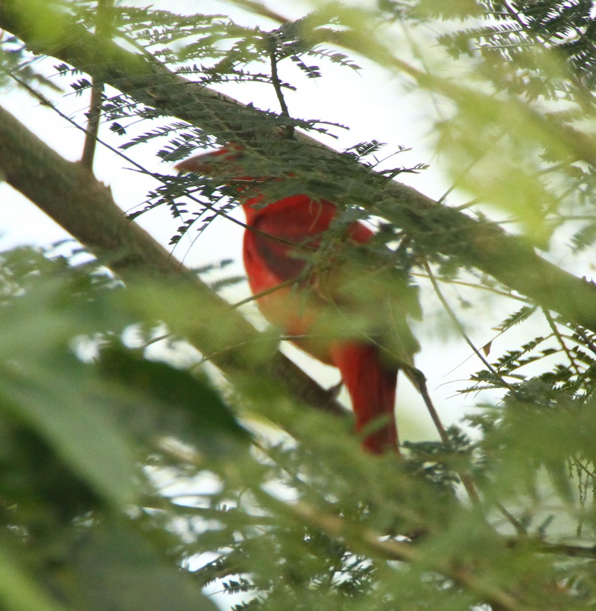 Summer Tanager - ML613987096