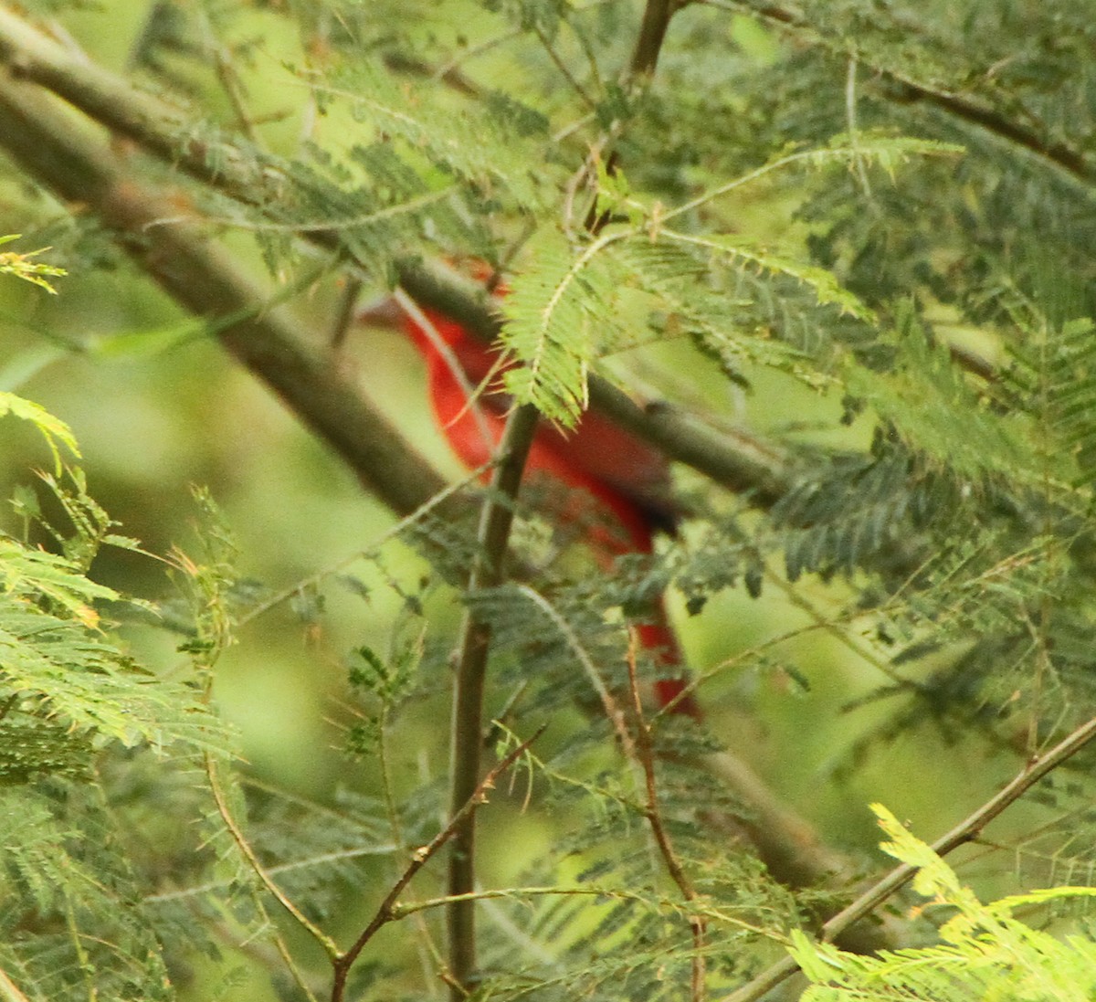 Piranga Roja - ML613987097