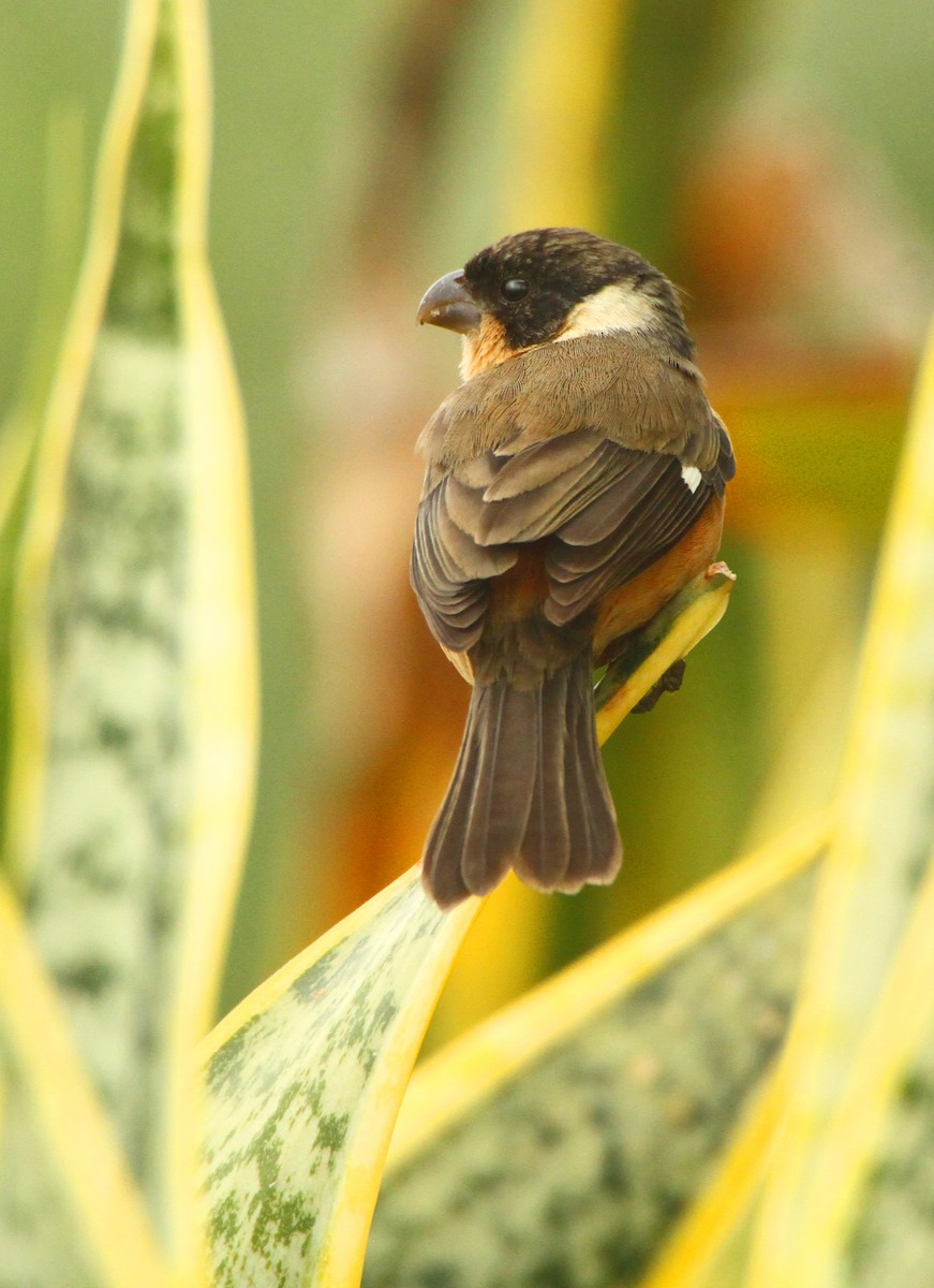 Cinnamon-rumped Seedeater - ML613987146