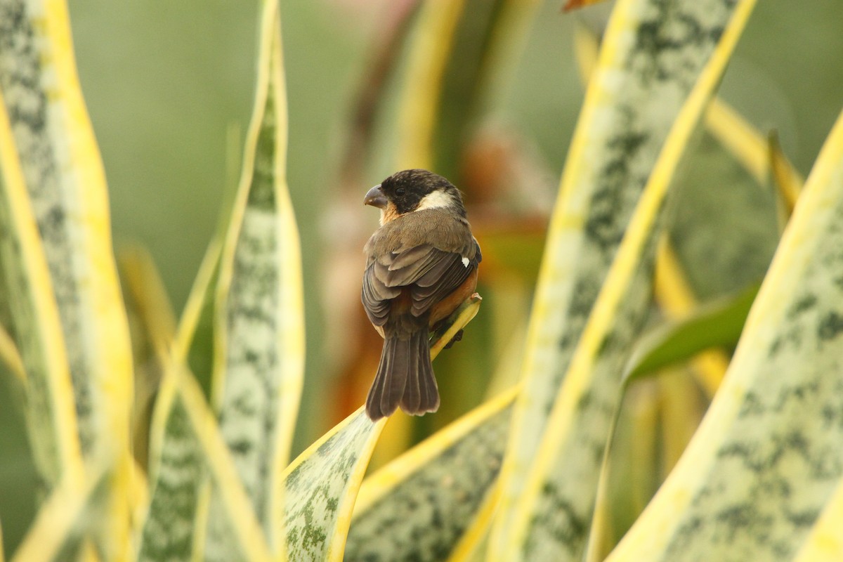 Cinnamon-rumped Seedeater - ML613987147