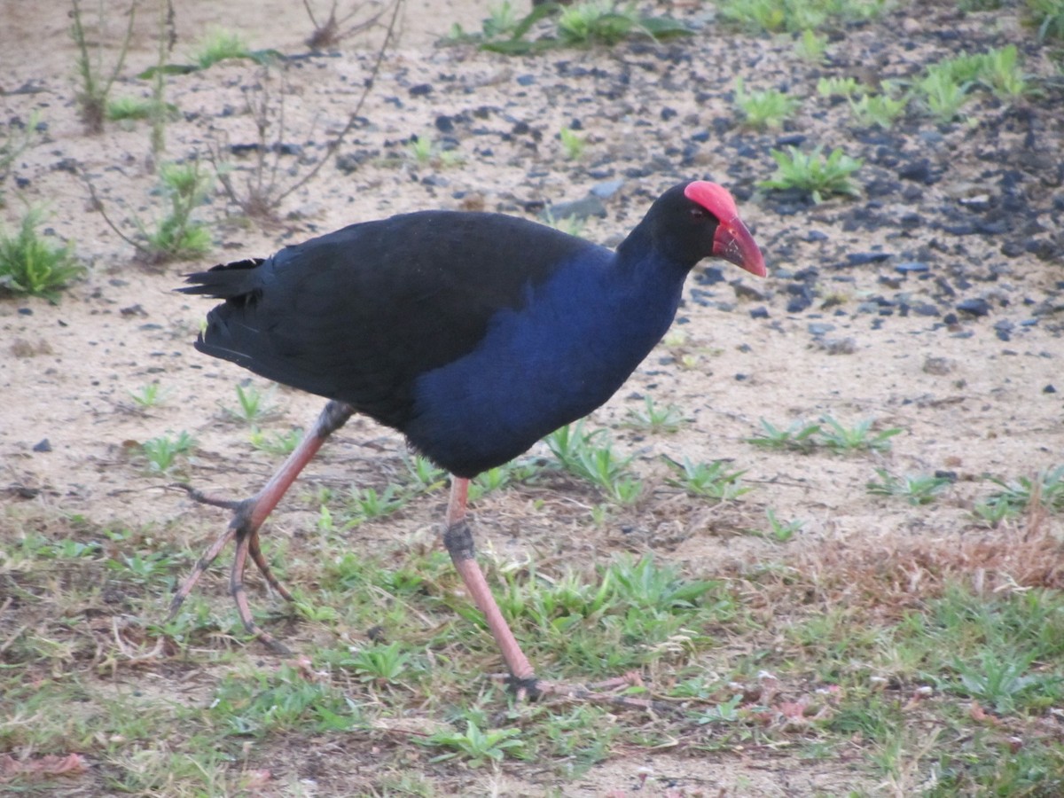 Australasian Swamphen - ML613987197