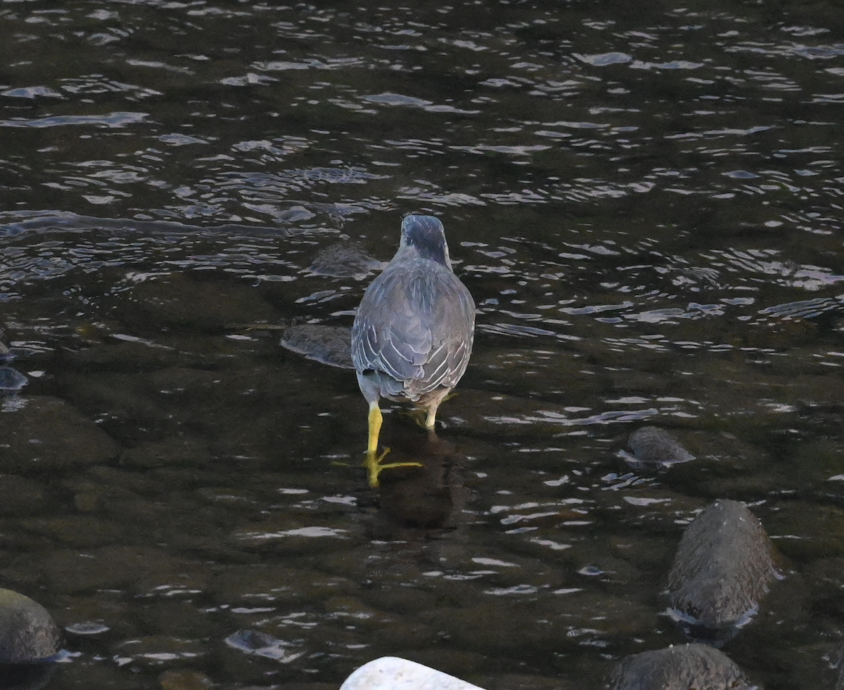 Striated Heron (Old World) - Joseph Tobias