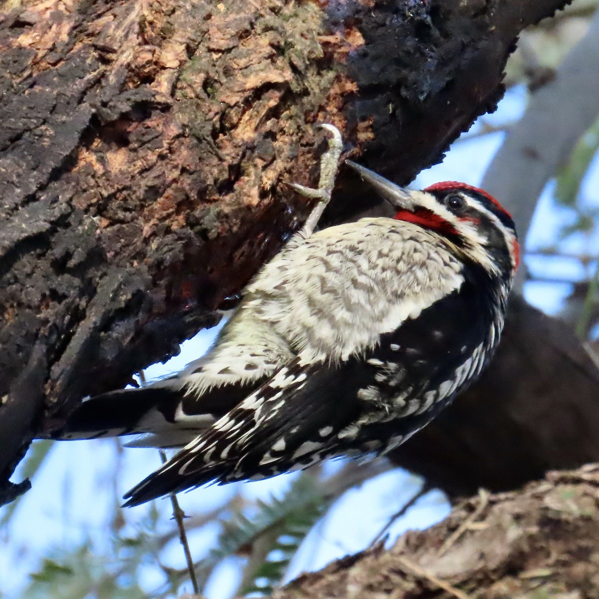 Red-naped Sapsucker - Babs Buck