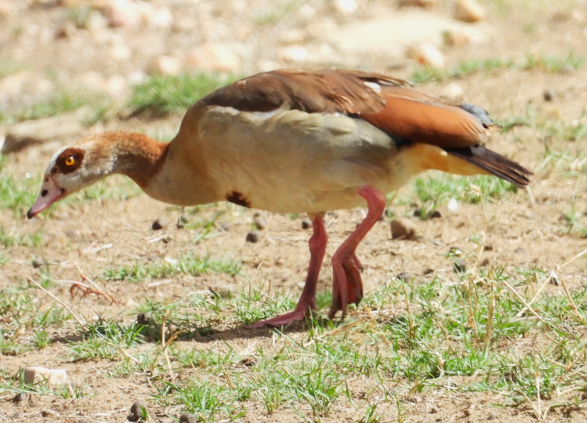 Nilgans - ML613987360