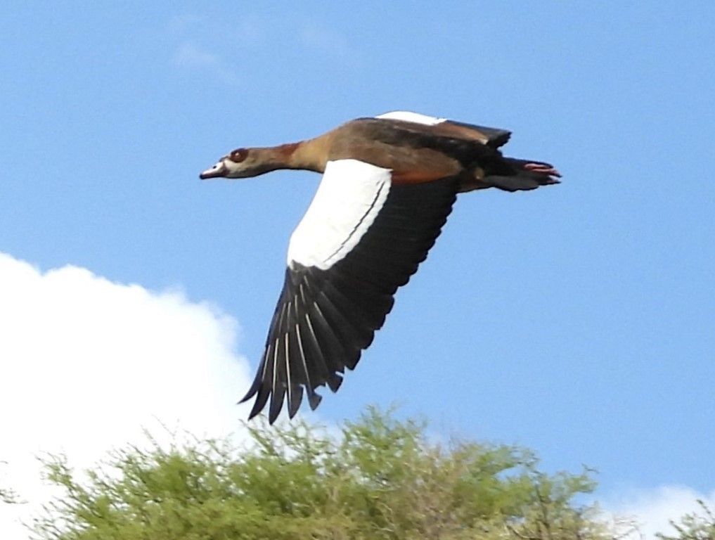 Nilgans - ML613987396