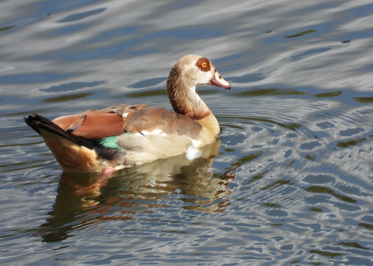 Nilgans - ML613987424