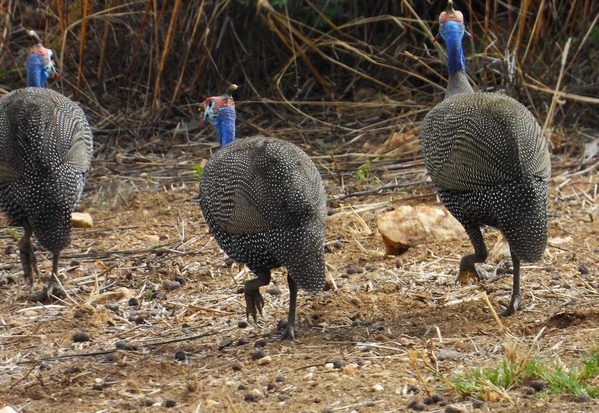 Helmeted Guineafowl - ML613987444