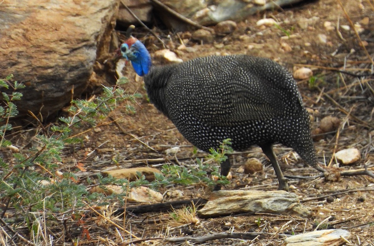 Helmeted Guineafowl - ML613987450